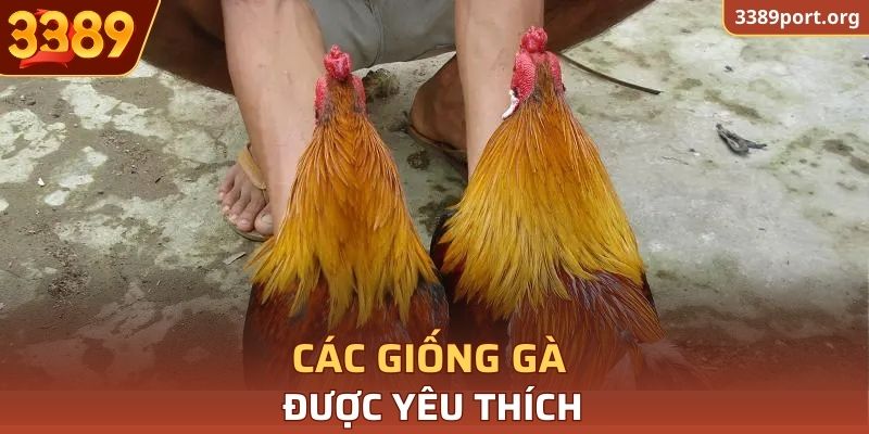 Các giống gà được yêu thích