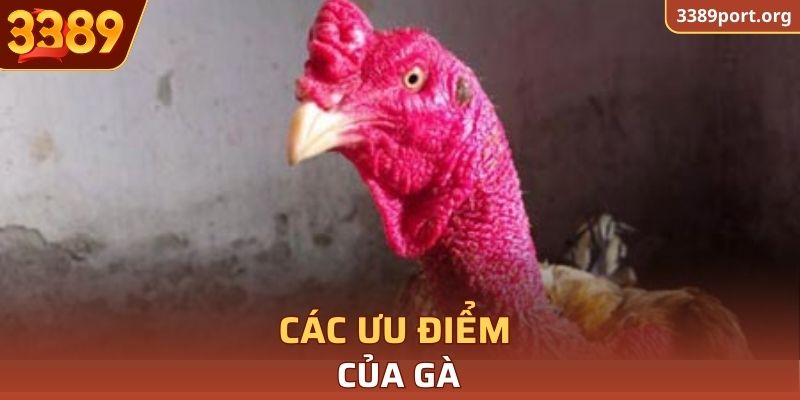 Các ưu điểm của gà