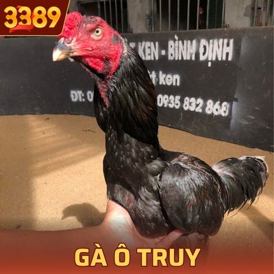 Gà Ô Truy