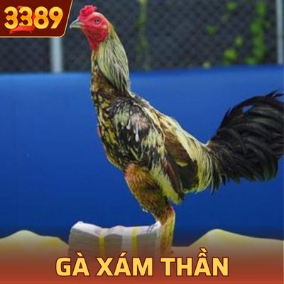 Gà Xám Thần