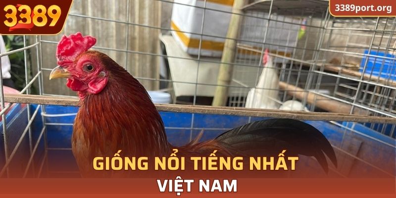 Giống nổi tiếng nhất Việt Nam