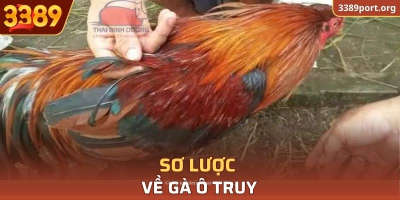 Sơ lược về gà Ô Truy