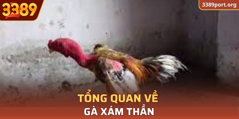 Tổng quan về Gà Xám Thần