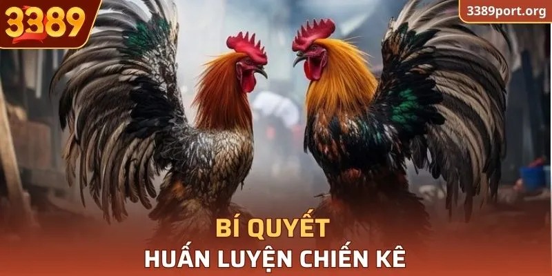 Bí quyết huấn luyện chiến kê