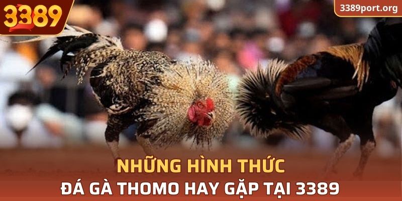 Những hình thức Đá gà Thomo hay gặp tại 3389