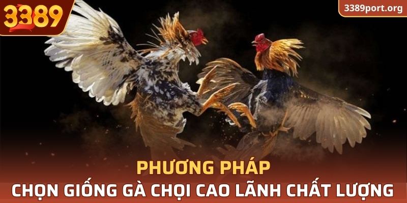 Phương pháp chọn giống Gà Chọi Cao Lãnh chất lượng