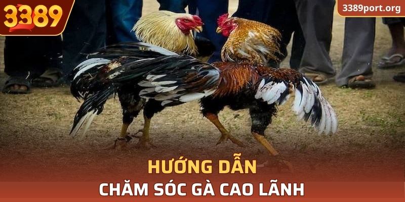 Hướng dẫn chăm sóc Gà Cao Lãnh