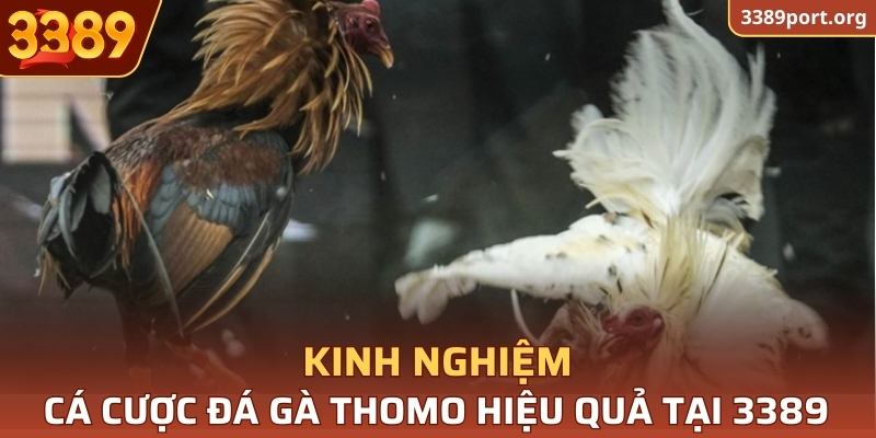 Kinh nghiệm cá cược Đá Gà Thomo hiệu quả tại 3389