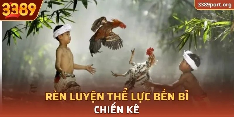 Rèn luyện thể lực bền bỉ cho chiến kê