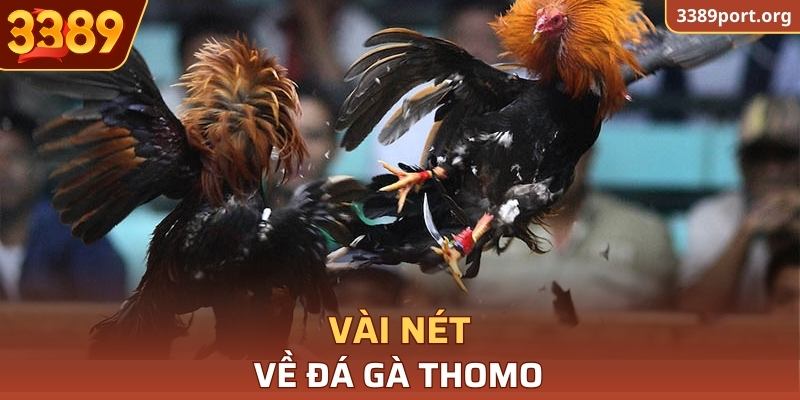 Vài nét về Đá Gà Thomo