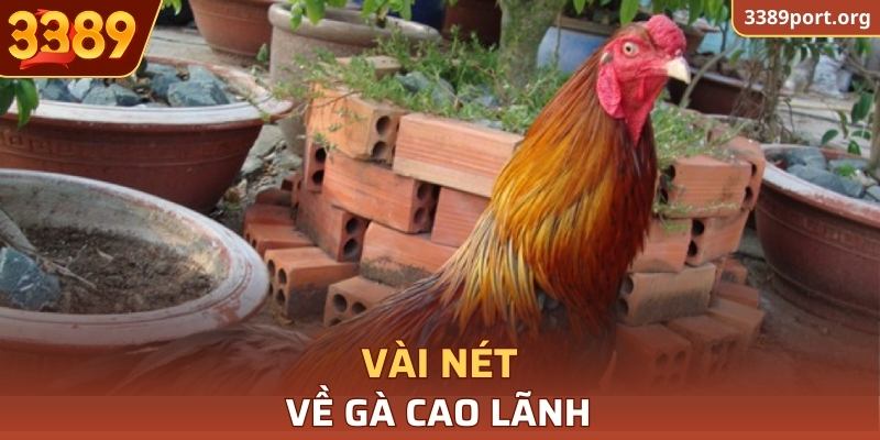 Vài nét về Gà Cao Lãnh